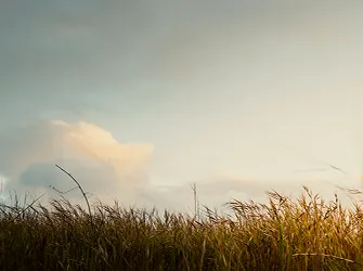 Illustration de la psychothérapie au Québec